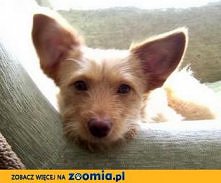 Maleńka ze Słupska do adopcji