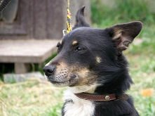 Natan z Bydgoszczy do adopcji