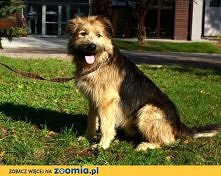 Lamus z Olsztyna do adopcji