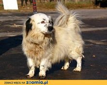 Kacperek z Olsztyna do adopcji