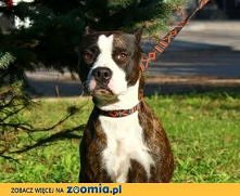 Rita z Olsztyna do adopcji