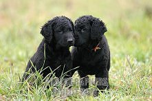 Curly-Coated Retriever
