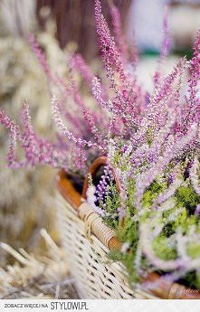 Wrzosy - zawsze wyglądają p...