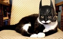 batcat :)