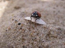 Cześć biedroneczko