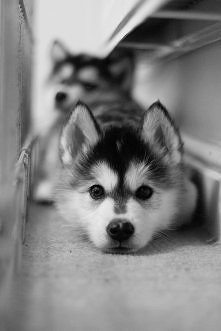 Husky!!