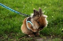 Ma ktoś smycz dla króliczka...