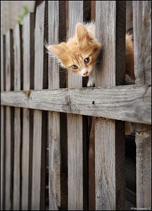 przecisnę się,na pewno się uda ;-)