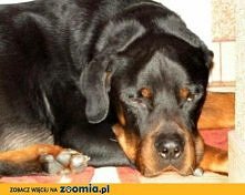 Tomi do adopcji