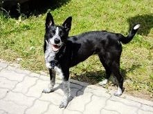 Sara z Warszawy do adopcji
