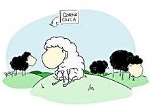 owce