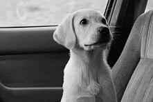 Takie tam w samochodzie