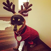 czeka na świątego Mikolaja