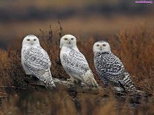 przepiękne zwierzęta ! :*