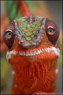 Chameleon