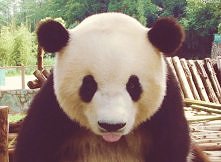 panda !!!