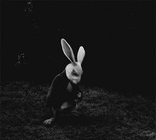 uwielbiam tego zająca ;3