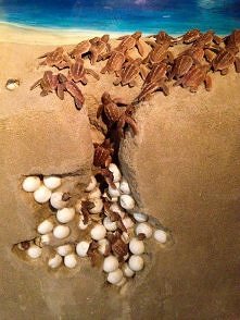 hurtownia żółwików;)