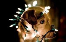 piesek leszek >świecący&...