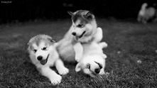 Husky..♥