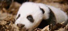 panda <3