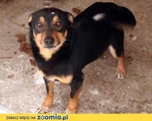 Bator do adopcji. Kliknij w zdjęcie i poznaj szczegóły. Zoomia.pl