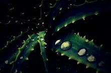 Maseczka aloesowa - sposób przyrządzenia:

1 Drążymy łyżeczką miąższ z liści i dokładnie go rozdrabniamy. Papkę nakładamy na oczyszczoną twarz z pominięciem okolic oczu. Zmywa...