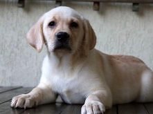 Labrador Retriever z Rodowodem.
Kliknij i zobacz szczegóły / Zoomia.pl