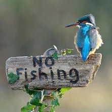 No Fishing