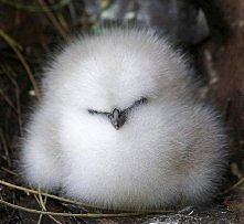 Mały albatrosik - pinterest