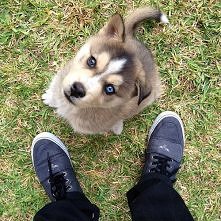 Husky
