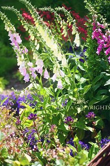 Naparstnice, które same wysiały się po ogrodzie.