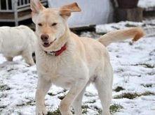Albin – biała słodycz na czterech łapkach
Kliknij i zobacz szczegóły / Zoomia.pl