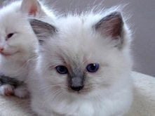 Kochane kocięta Ragdoll hodowla Teo-Cat*PL
Kliknij i zobacz szczegóły / Zoomia.pl