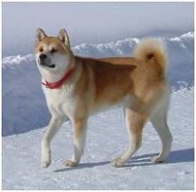 Akita inu