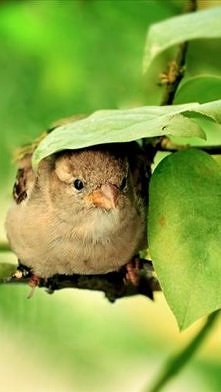A tak się schowam, tu na pewno mnie nie znajdzie!