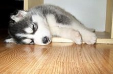 Mój piesio. Teraz juz więks...