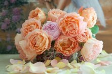 Róża Lady Emma Hamilton i G...