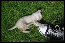 Miaauu <3 :) /W