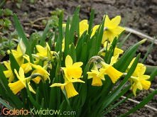 och wiosno witaj! zaraz /W.