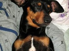 Lolo - młodziutki jamnik szuka domu	
Kliknij i zobacz szczegóły / Zoomia.pl