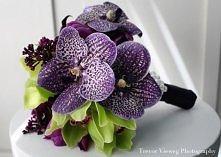 Ze storczykiem vandą i cymb...