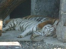2009 chorzowskie zoo