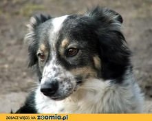 Kropka – urocza pieguska CZEKA NA DOM	
Kliknij i zobacz szczegóły / Zoomia.pl