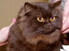 Unikalne kocięta brytyjskie długowłose
Kliknij i zobacz szczegóły / Zoomia.pl