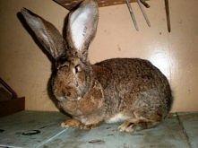 Królik Króliki BELGIJSKI OLBRZYM SZARY BOS samce Wielkopolska	        
Kliknij i zobacz szczegóły / Zoomia.pl