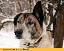 Na ratunek Anarukowi! 
Kliknij i zobacz szczegóły / Zoomia.pl