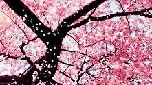 Cherry Blossom