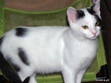 Kotka ANTOSIA
Kliknij i zob...