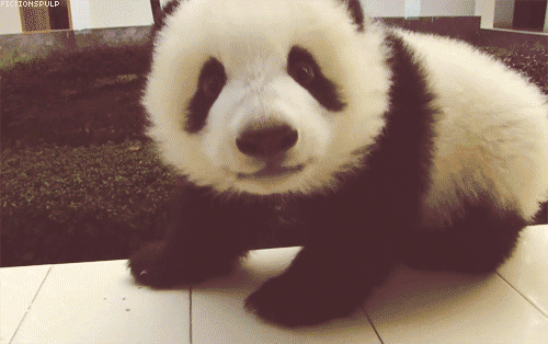 Panda :D